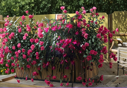 True Christmas Cactus Starter Plant Pink Schlumbergera Live Indoor Houseplant