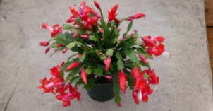 Red Christmas Cactus Schlumbergera Exotic Dancer Unrooted Cuttings Indoor Plant