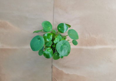 Pilea Peperomioides Chinese Money Plant Live Indoor 4 Inch Pot