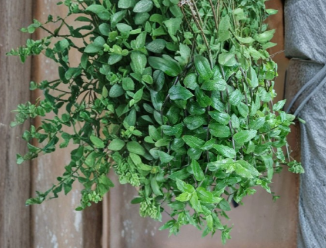 Tradescantia Fluminensis Aurea Cuttings Golden Trailing Indoor Houseplant Starter