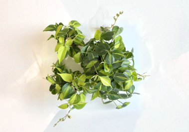 Philodendron Brasil Cuttings Unrooted Indoor Houseplant with Leaves Set