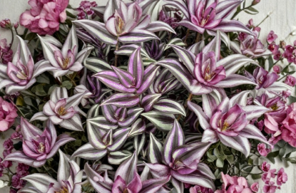Tradescantia Zebrina Unrooted Cuttings Set Indoor Trailing Houseplant Pack