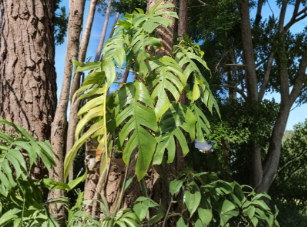 Cebu Blue Pothos Unrooted Cutting Epipremnum Pinnatum Vining Houseplant Starter