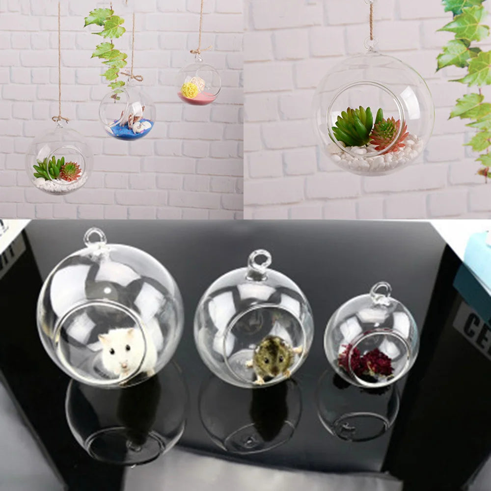 Clear Glass Globe Terrarium