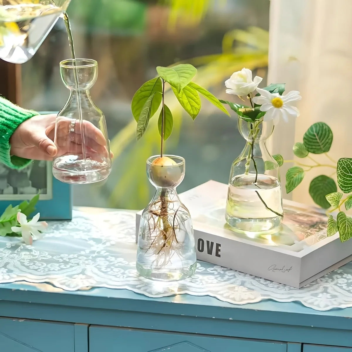 Avocado Growing Kit