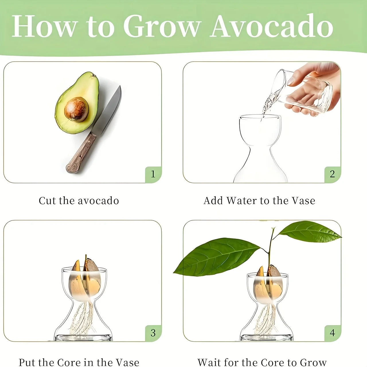 Avocado Growing Kit