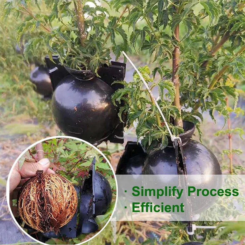 Grafting Rooting Boxes for Garden Plant Propagation