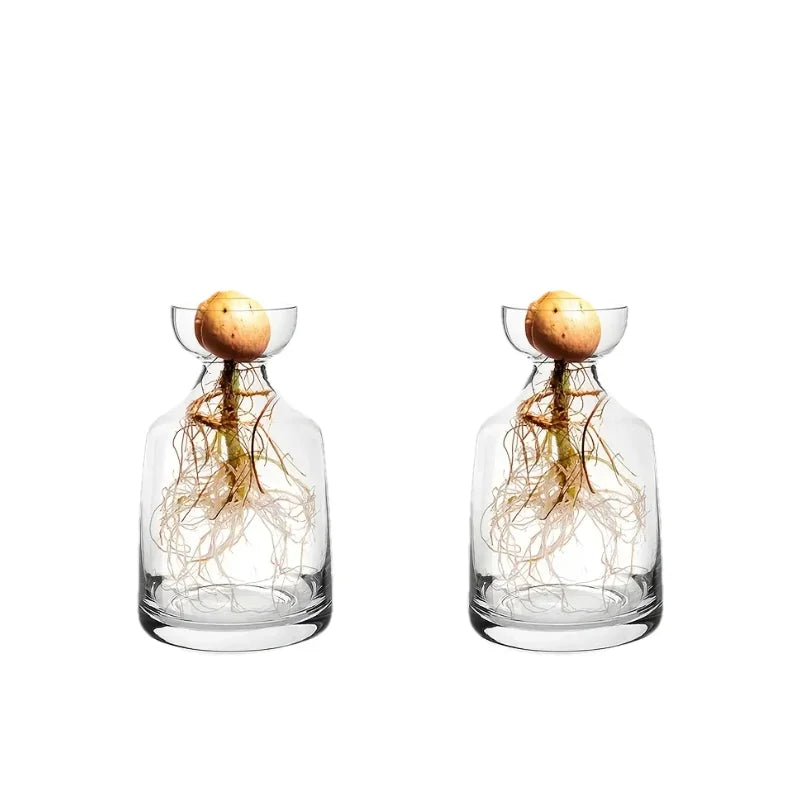 Avocado Growing Kit