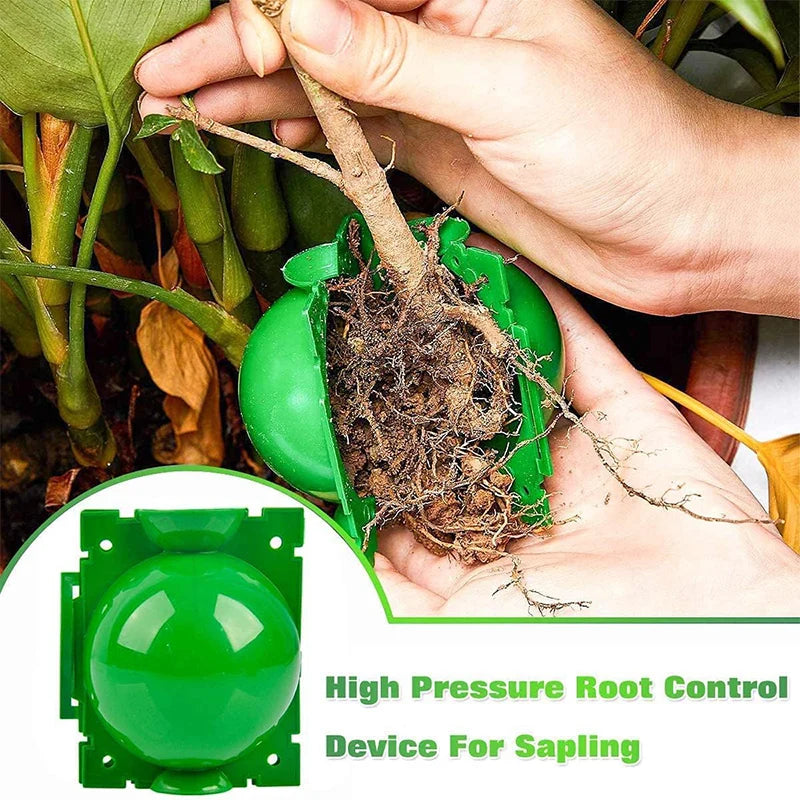 Grafting Rooting Boxes for Garden Plant Propagation