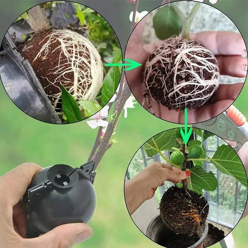 Grafting Rooting Boxes for Garden Plant Propagation