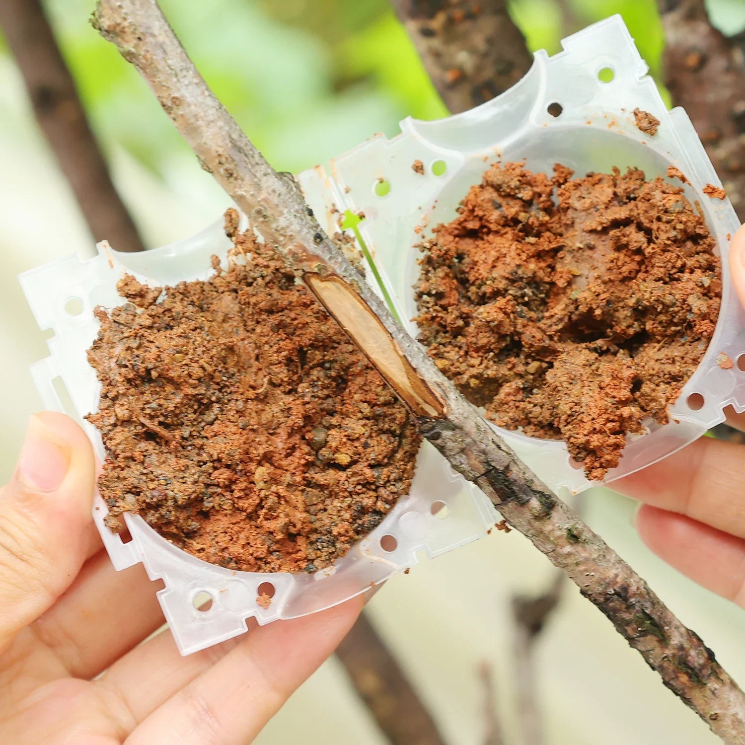 Grafting Rooting Boxes for Garden Plant Propagation