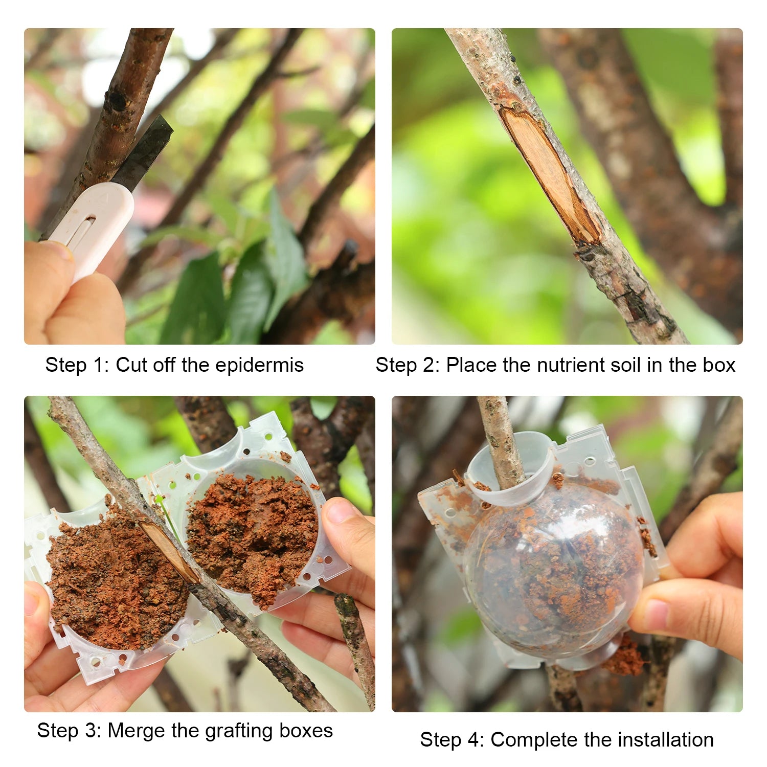 Grafting Rooting Boxes for Garden Plant Propagation