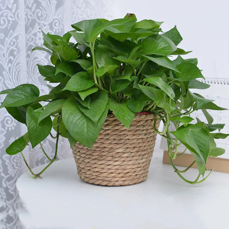 Straw Woven Plant Pot Basket