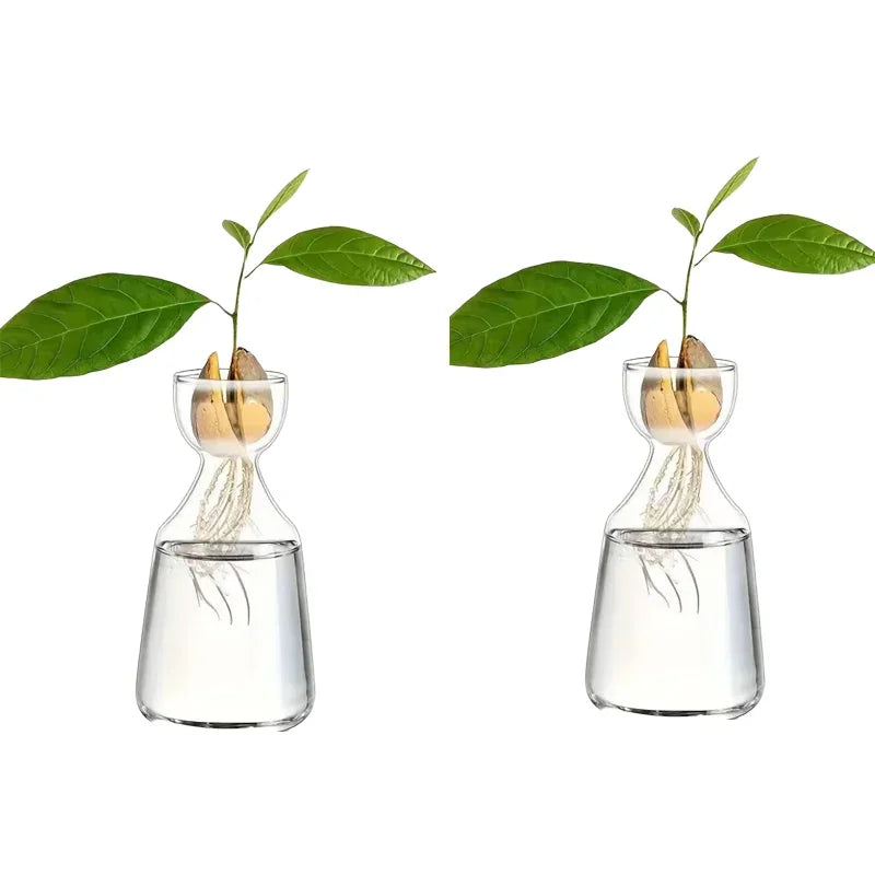 Avocado Growing Kit