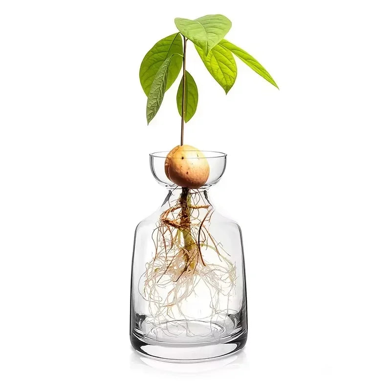 Avocado Growing Kit