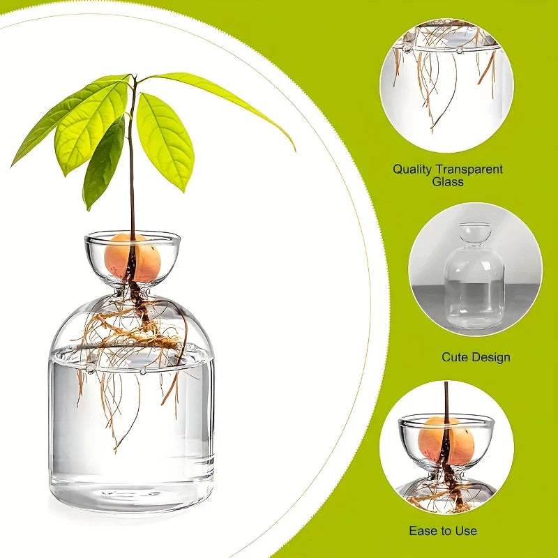 Avocado Growing Kit