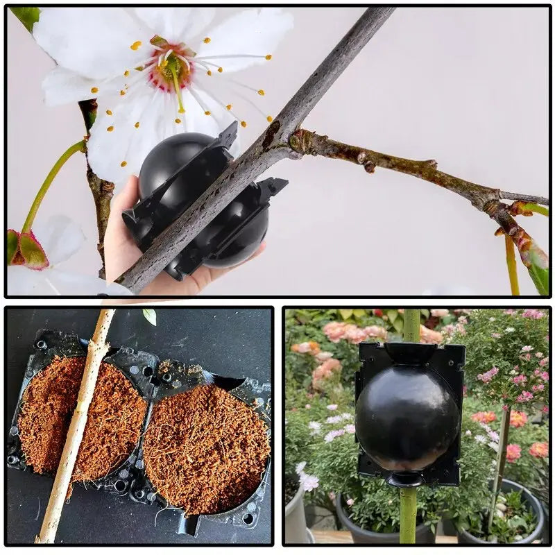 Grafting Rooting Boxes for Garden Plant Propagation