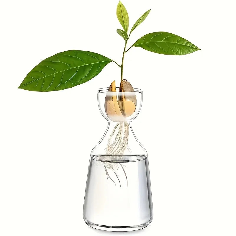 Avocado Growing Kit