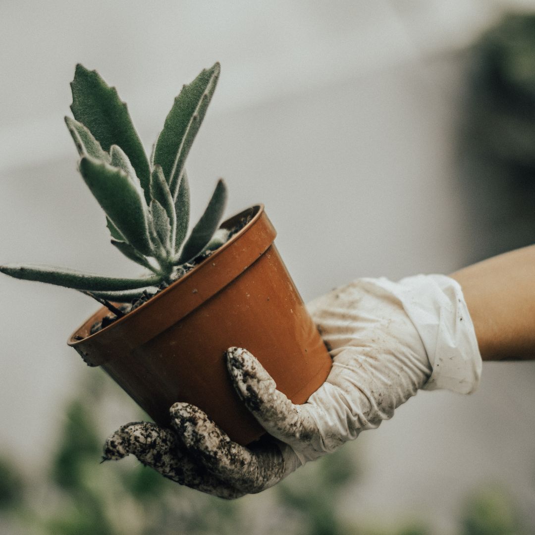 Hand wearing a white glove holding a small potted plant against a blurred background