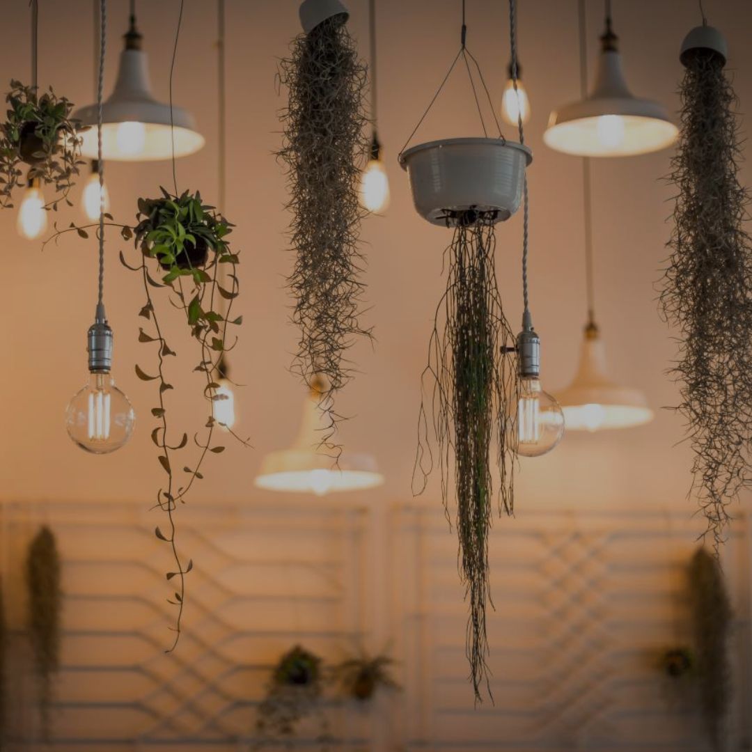 Hanging plants and light bulbs in a softly lit room