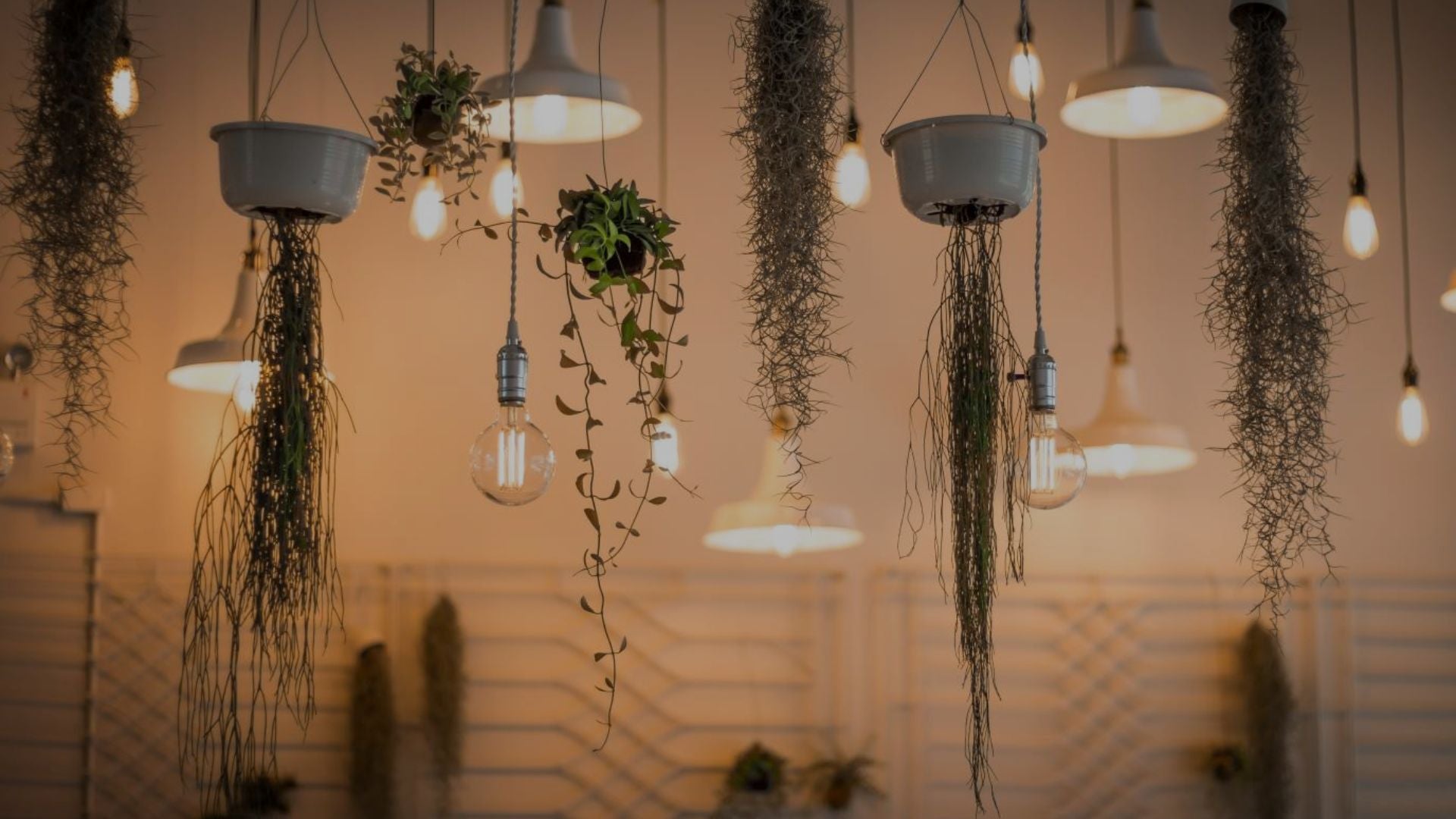 Hanging plants and light bulbs in a room with a warm ambiance