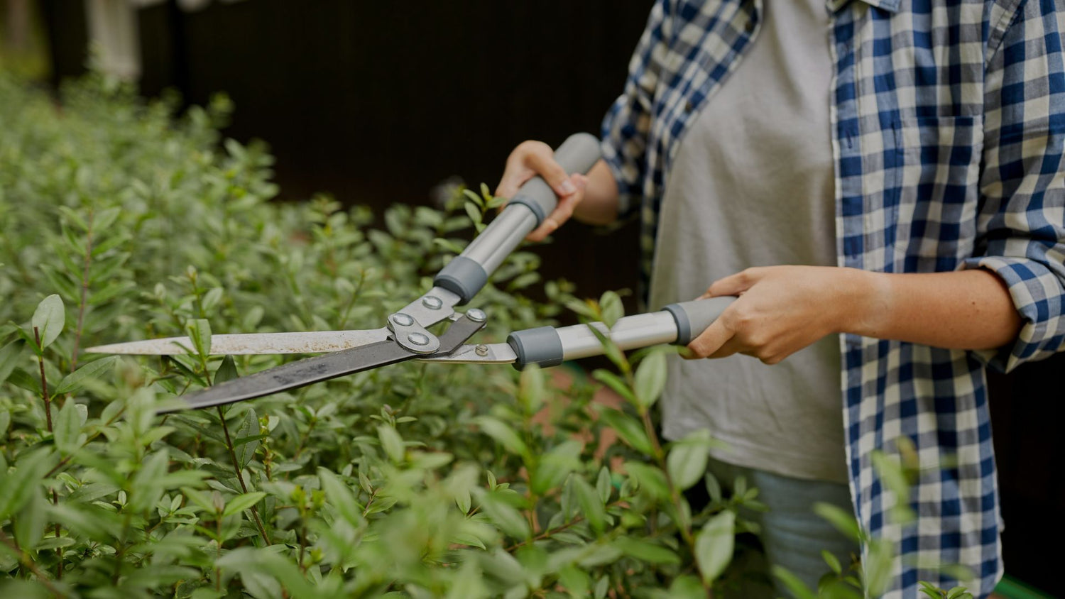Person using garden shears to trim bushes