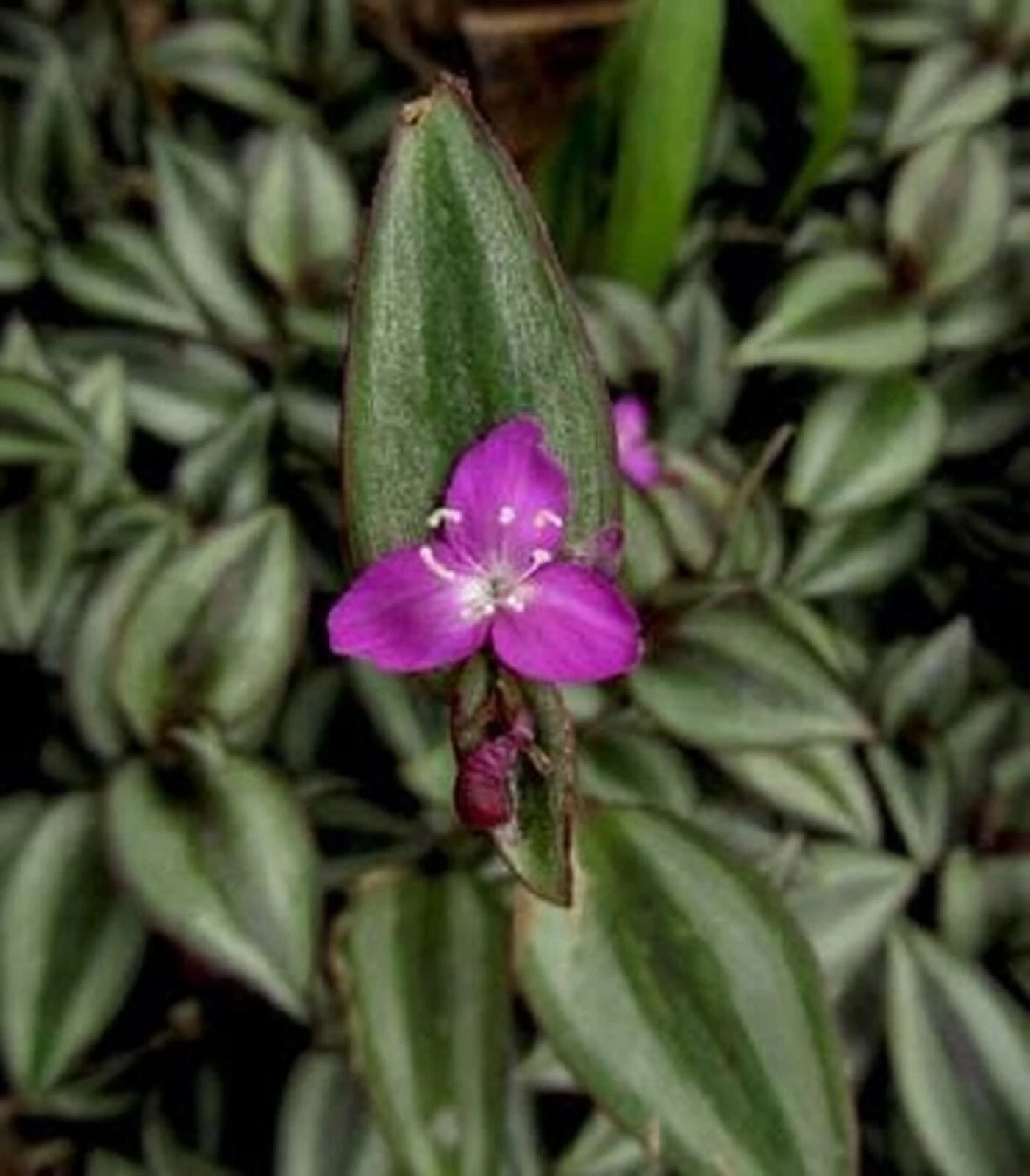 Tradescantia Zebrina Evanesce Wandering Jew Live Plants Indoor Set