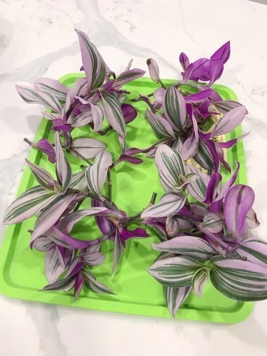 Tradescantia Nanouk Live Cuttings Pink Wandering Jew Indoor Plant
