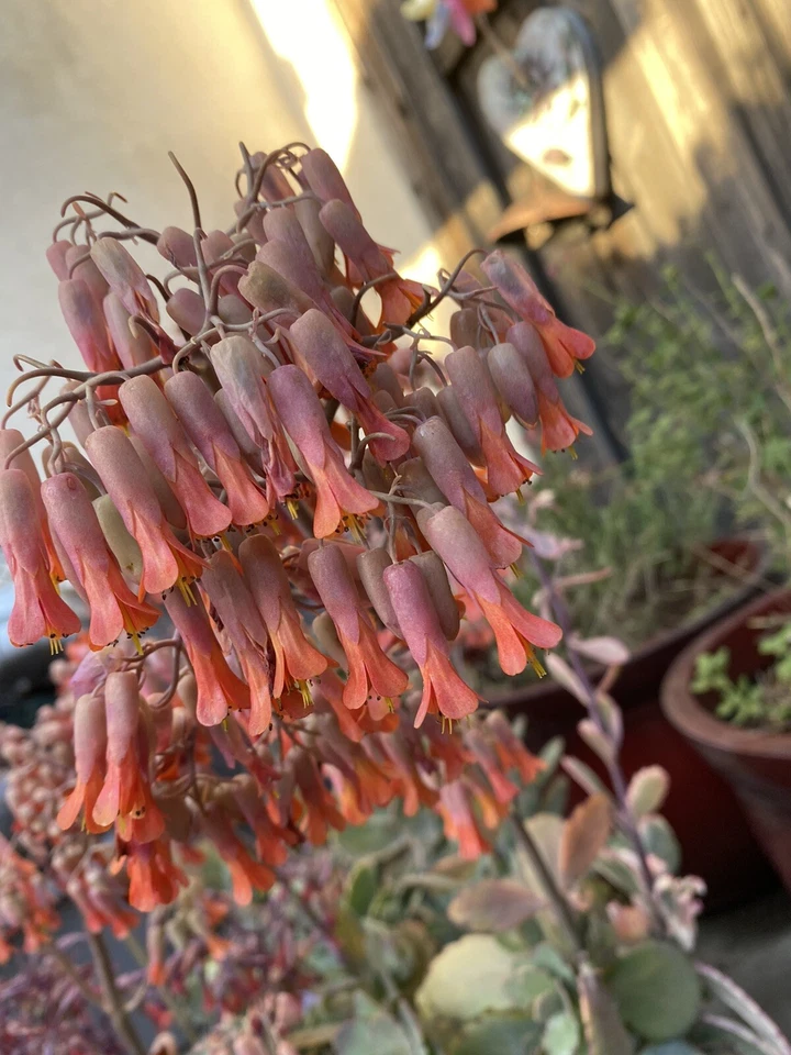 Kalanchoe Marnieriana Unrooted Succulent Cuttings for Indoor Outdoor Containers