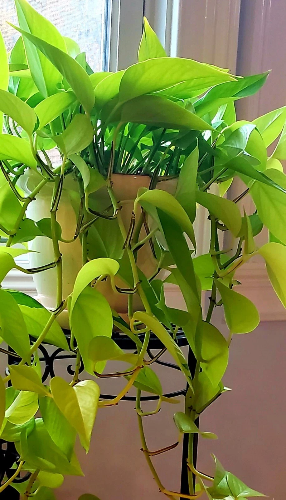 Neon Lemon Lime Pothos Cuttings Live Unrooted Indoor Propagation Set