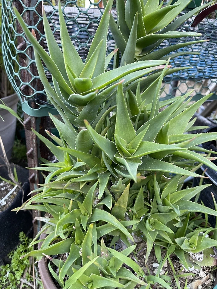 Climbing Aloe Ciliaris Unrooted Cuttings Trailing Succulent Vine Starter Pack