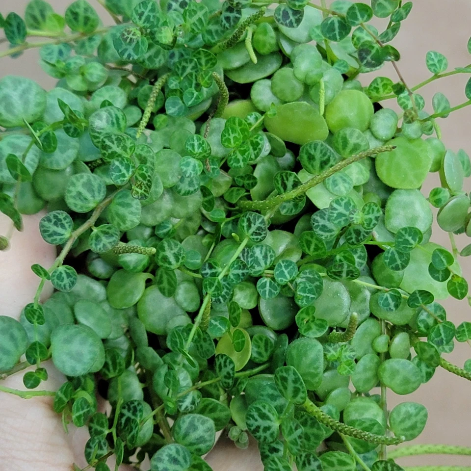 Peperomia Prostrata String of Turtles 3 Inch Potted Plant